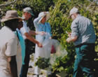 Picture showing collecting cactus