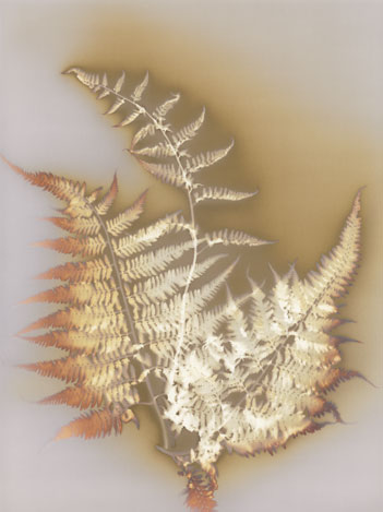 Japanese Painted Fern - Royal Horticultural Society - Lindley Library