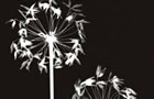 Green in Black and White - allium