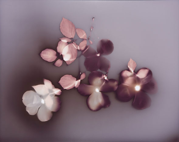 Angela Easterling Natural Photograms