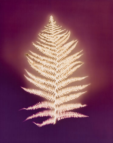 Bracken