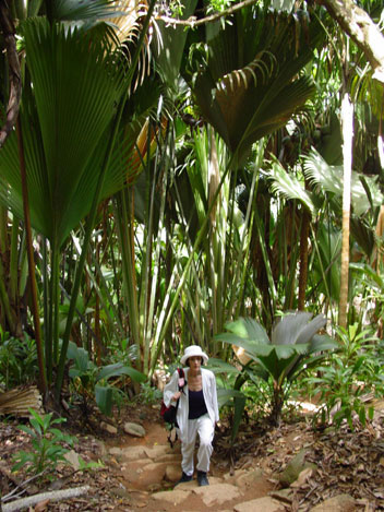 Coco de mer in the Vallee de Mai